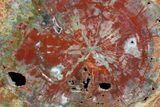 Beautiful, Red Arizona Petrified Wood Slab - #78142-1